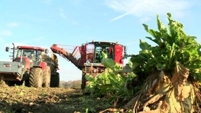 Farm vehicles harvesting