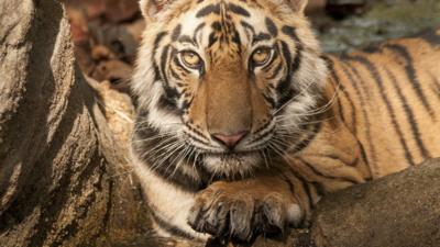 Bengal tiger