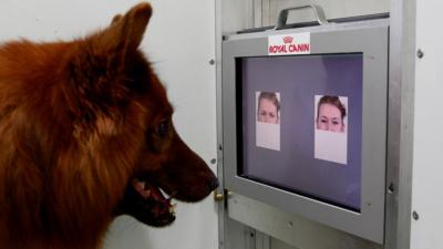 Experimental set-up used to test whether dogs can discriminate emotional expressions of human faces