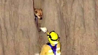 Fire fighters rescue a dog