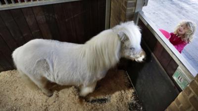 Shetland Pony