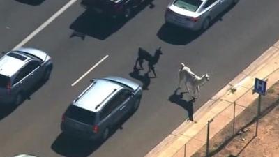 Llamas