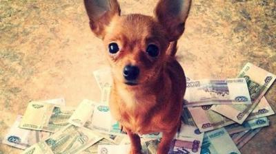 A chihuahua standing on a pile of currency notes