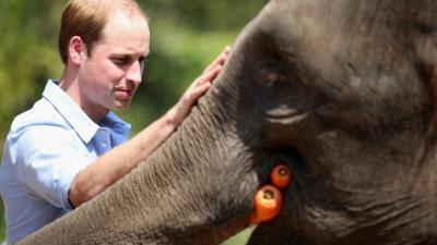 The Duke of Cambridge fed Ran Ran, a 13-year-old rescued female Asian elephant