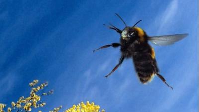 Bumblebee in flight