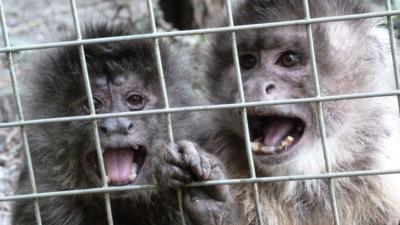 Daisy the monkey finds a new friend