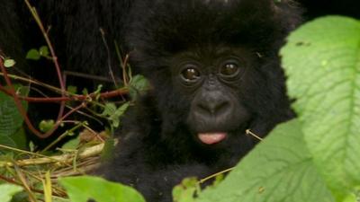 Mountain gorilla