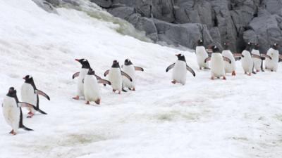 Marching penguins