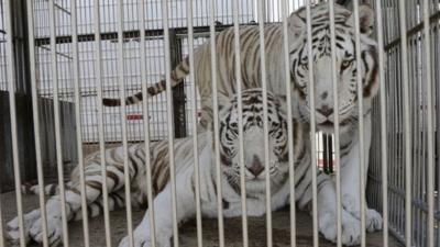 Tigers in Mexico