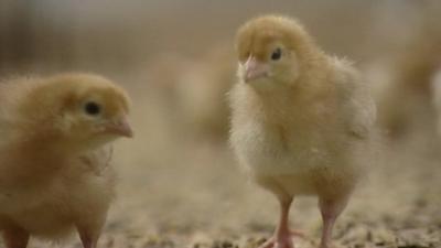 Two chicks