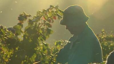 Man picking grapes