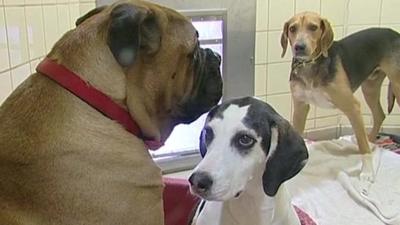 File photo of three dogs in a dogs' home