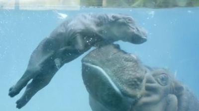 Baby hippo plays with its mother