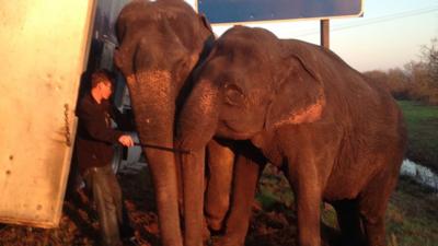 Elephants propping up lorry in Louisiana