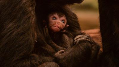 Baby spider monkey at Chester Zoo