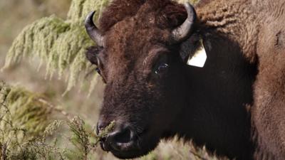 Buffalo