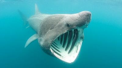 Basking shark