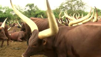 Ankole Longhorn cattle