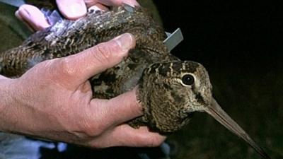 A woodcock