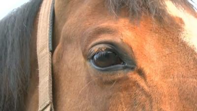 Cefn Fforest horse