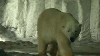 Russian polar bear at Sao Paulo Aquarium