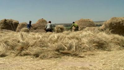 Harvesting teff