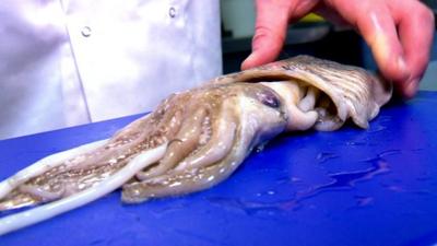 cuttlefish