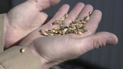 Wheat in hand