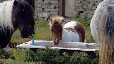 Shetland ponies