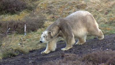 Victoria the polar bear