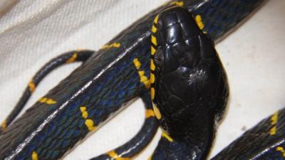 Mangrove snake found in Ipswich