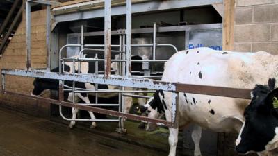 Cows waiting to use the robot