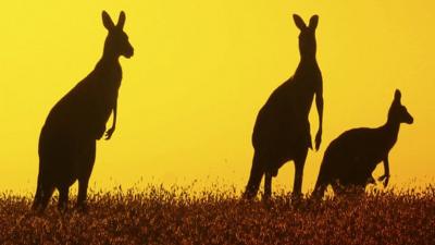 Kangaroos