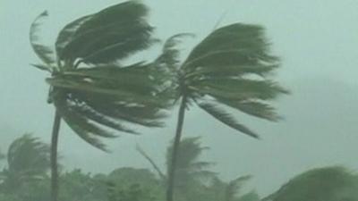 Palm trees being blown against strong winds in Cagayan Province, Philippines