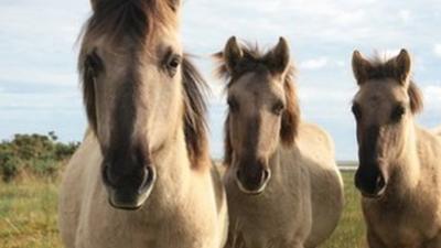 Konik ponies