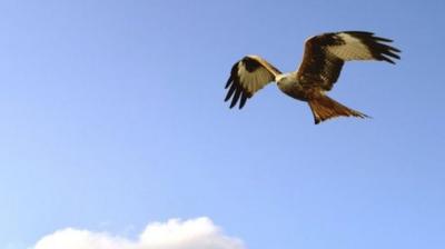 Red kites in Wales