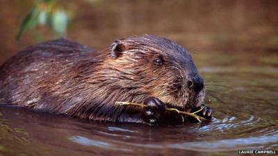 Beaver