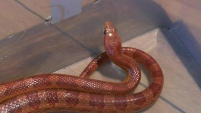 Snake found in van in Chorley