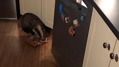 Footage of the badger raiding the fridge in Midhurst