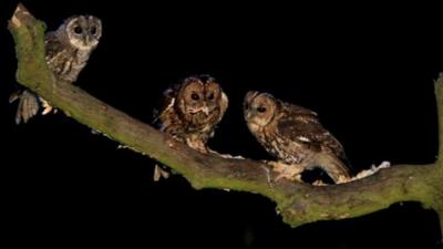 Tawny Owls