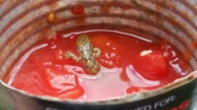 Lizard in tin of tomatoes