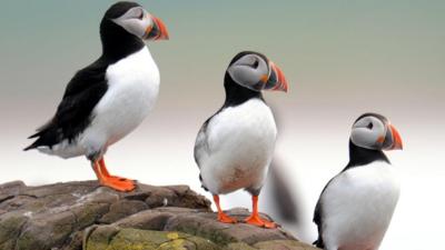 A puffin on the Farne Islands off the Northumberland coast.