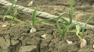 Dried up crops in the soil