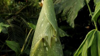 Bud unfurled to show flower