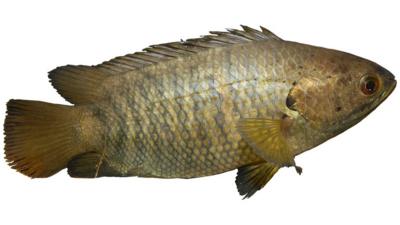 Climbing Perch fish