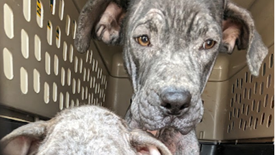 A picture of a dog inside an animal carrier