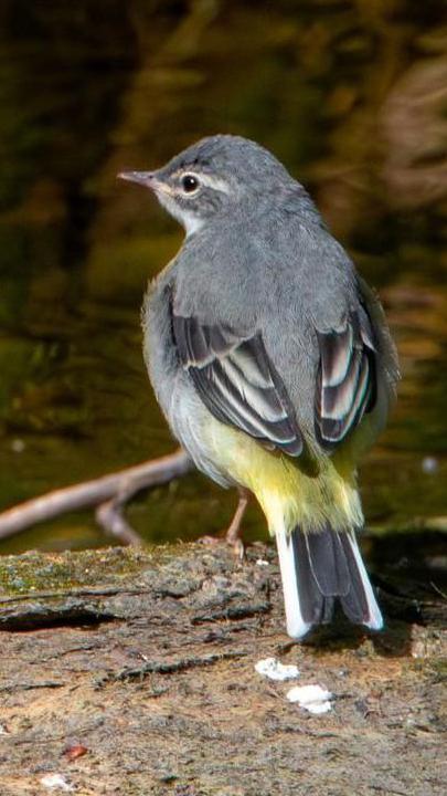 A grey bird with yellow tufts under its wings