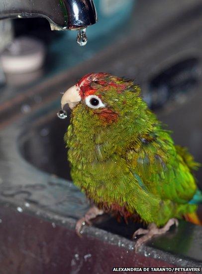 A green bird with a red forehead sat under a dripping tap