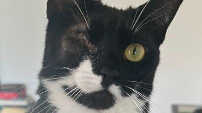 A cat with one eye after it was shot. It is a black and white cat with white whiskers