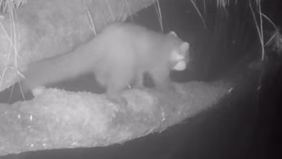 The picture shows a night‑vision or infrared camera trap image of a pine marten moving along a fallen tree trunk or large branch above a dark patch of water. The animal has a long body, a long bushy tail, rounded ears, and a pale patch around the face and throat area. 